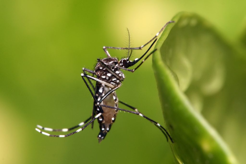 Innovaciones en la Detección de Terremotos: Lecciones de los Mosquitos