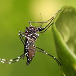 Innovaciones en la Detección de Terremotos: Lecciones de los Mosquitos