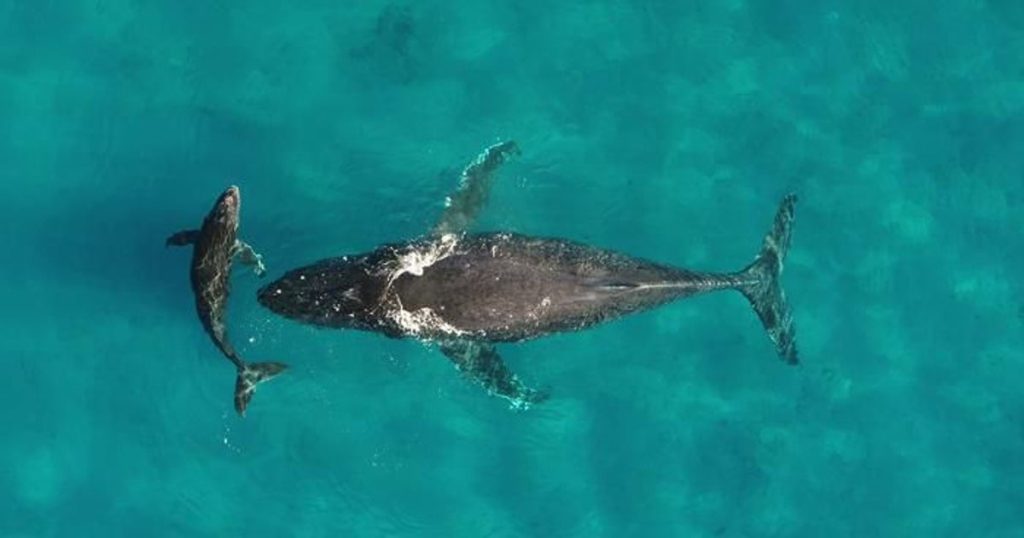 La Orina de las Ballenas: Un Elixir para los Océanos